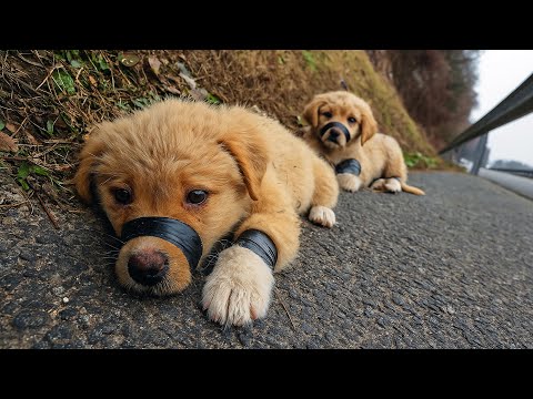 Видео: Двое щенков с замотанными мордами барахтались на дороге... Мать искала их всю ночь. Утро принесло...
