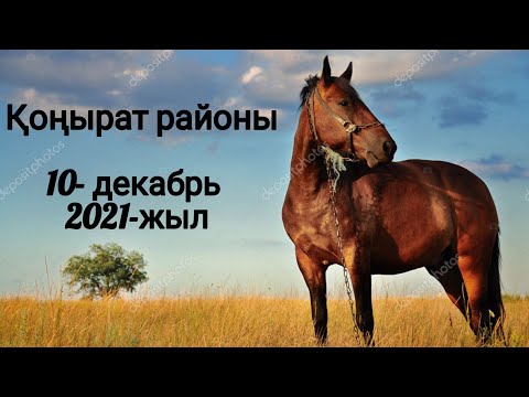 Видео: 10- декабрь 2021-жыл Қоңырат районы Муса көк, Сұңқар. Тигр. Аларым. Адмирал