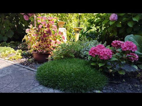 Видео: Моя любимая дача 02.08.24г. Что посадить под орехом. Розы. Гортензии. Армерия.