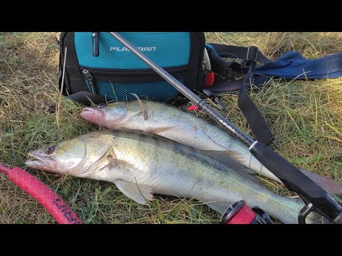 Видео: Судак Рибалка Спінінг Джиг ловля судака восени на силіконові приманки
