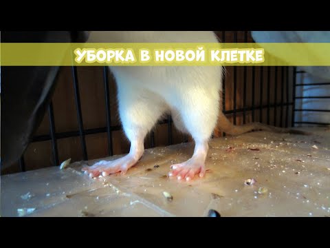 Видео: УБОРКА КЛЕТКИ КРЫС || Моя первая уборка в новой клетке