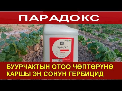 Видео: ☝️ОТОО ЧӨП МЕНЕН АЛЫШКАНДАР КӨРСҮН! БУУРЧАКТЫН ОТОО ЧӨБҮНӨ ЭҢ ЖАКШЫ ГЕРБИЦИД!!!