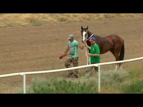 Видео: Элистинский ипподром  Большой приз для кобыл "ОКС"  31 07 2022