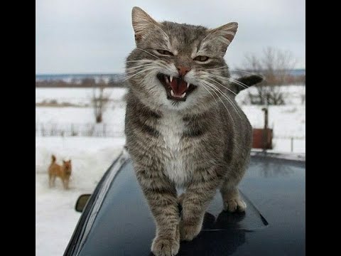 Видео: 😺 Папин бродяга, мамин симпотяга! 🐈 Подборка смешных видео котов, котят и собак! 😻