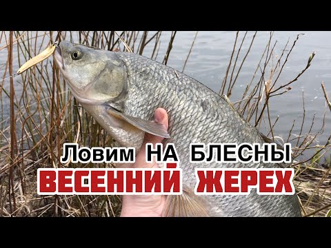 Видео: НА ЧТО КЛЮЕТ ЖЕРЕХ ВЕСНОЙ?
