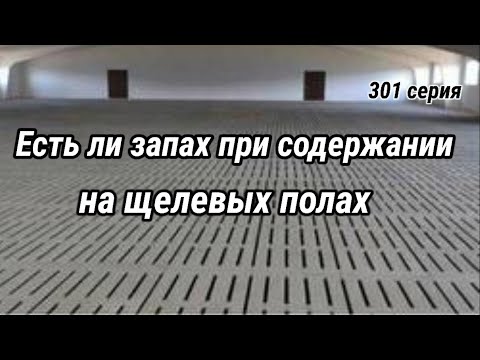 Видео: Почему в свинарнике отсутствует запах при содержании на щелевых полах