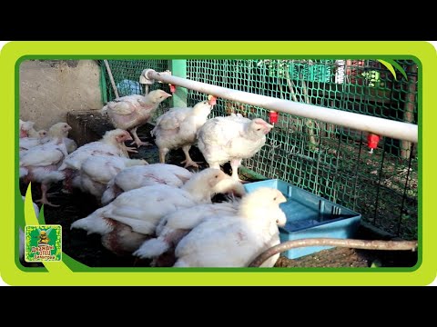 Видео: Плюсы и минусы ниппельных поилок для птицы