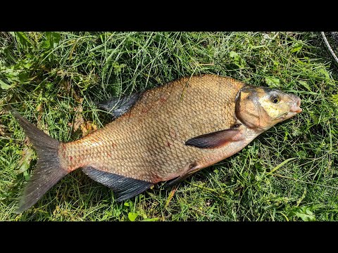 Видео: Ловля леща фидером на реке. Вкусный обед на рыбалке.