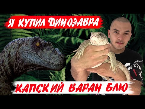 Видео: Я купил ДИНОЗАВРА.  КАПСКИЙ ВАРАН и распаковка посылок!