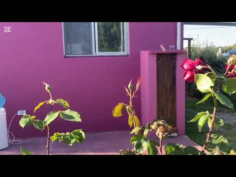 Видео: Аргентина. Весна, наводим порядок во дворе.