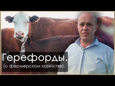 Видео: Племенные Герефорды - КФХ Чирикова Н.В.