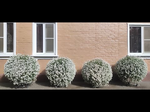 Видео: Невероятно как из 1 черенка вырос огромный цветущий шар. Алиссум СНОУ ПРИНЦЕСС во все красе.