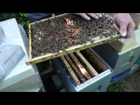 Видео: развитие отводков в шестирамочниках ,часть 5 расширение гнезда