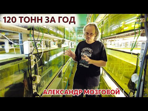 Видео: Рыборазводня Александра Мозгового. Геленджик. Большой выпуск