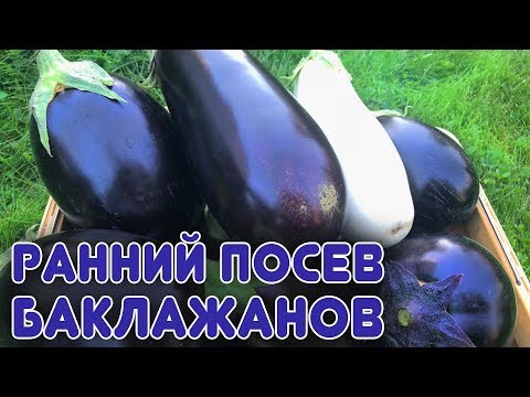 Видео: Ранний посев баклажанов