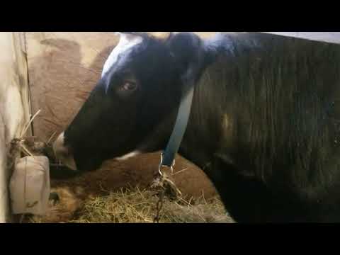 Видео: отел миры