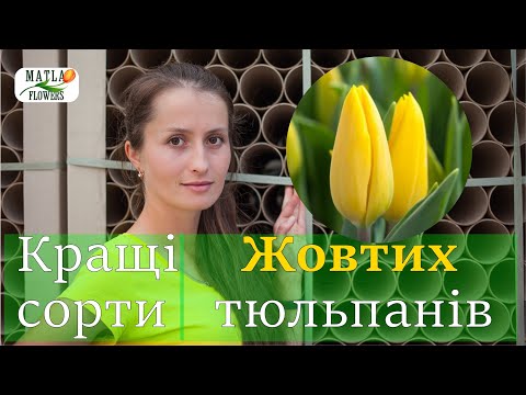 Видео: Кращі тюльпани жовтого кольору для вигонки