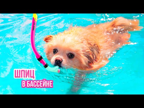 Видео: СОБАЧКА ЭЛИС ПЛАВАЕТ В БАССЕЙНЕ  | Шпиц Учится Плавать | Кот Баттерс