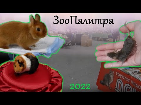 Видео: Выставка животных ЗооПалитра (кролики, крысы, морские свинки, коты) 2022г.