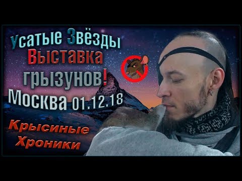 Видео: Крысы | Выставка грызунов "Усатые Звёзды"! (Москва, Сокольники - 01.12.18)