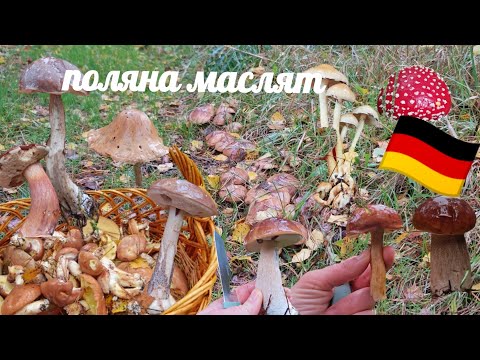 Видео: Успела за 2 часа! Целая поляна грибов — белые, маслята, польские, подберезовики и рыжики!