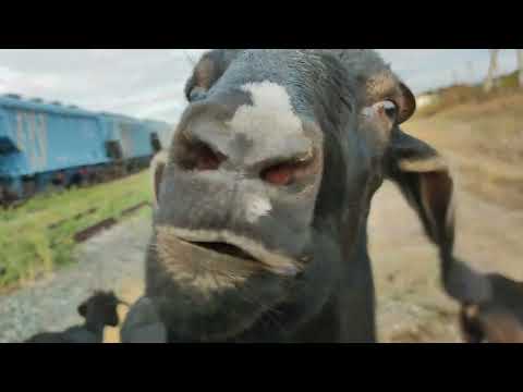 Видео: Козëл в хозяйстве. Скоро покрытия коз.