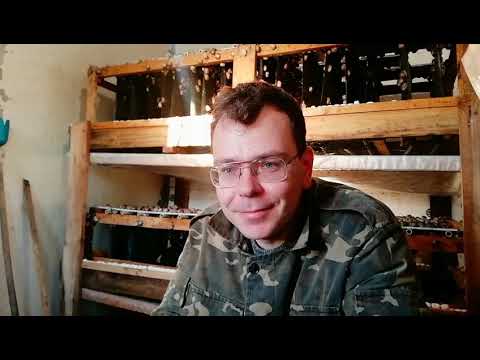 Видео: Обо всем по чуть-чуть, торф, сбор икры и пр. | Улиточная ферма, Royal Snail | Helix Aspersa Muller |