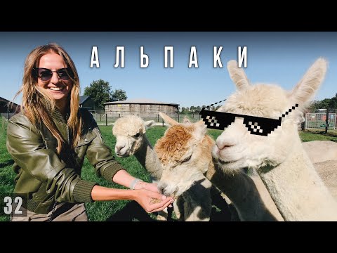 Видео: ШОК! МИЛАШКИ-АЛЬПАШКИ НЕ ЛЮБЯТ ЛЮДЕЙ!