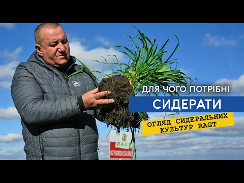 Видео: Огляд основних сидеральних культур RAGT. Як вирощувати сидерати. Зелене добриво, відновлення грунту