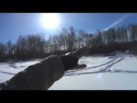 Видео: Охота на Зайца с гончими 23.02.2024. НЕ ЛЕС, А СПЛОШНАЯ ЗАЯЧЬЯ ЖИРОВКА!…