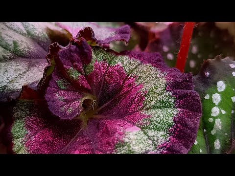 Видео: СПУСТЯ ВРЕМЯ... 🌿