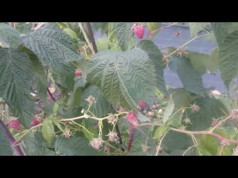 Видео: Подготовка ремонтантной малины к зиме.