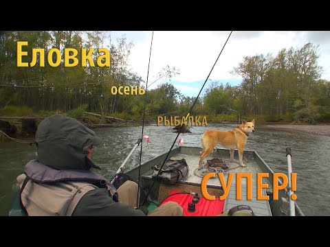 Видео: Шикарная рыбалка на р. Еловка. Камчатка, осень 2024.