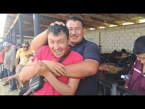 Видео: 03.06.24Сарыағаш мал базарыСаулық қойлар,қозылы қойлар,қошқарлар,тоқты қошқарлар,тоқтылар,ешкі + лақ