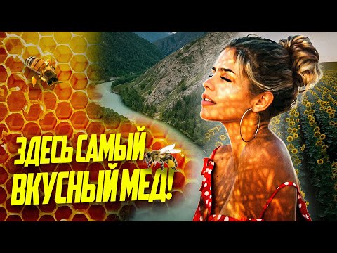 Видео: Где в Казахстане делают самый вкусный мед? О ревности пчеловодов и при чём тут медведи?