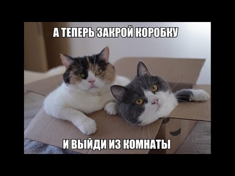 Видео: Веселые картинки. Прикольные котики самое смешное видео. Приколы про кошек.
