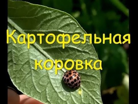 Видео: Сестра колорадского жука: 28-пятнистая (картофельная) коровка