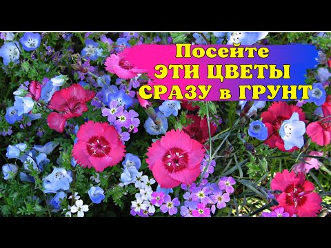 Видео: Посейте ЭТИ ЦВЕТЫ СРАЗУ в ГРУНТ в МАЕ и ЛЮБУЙТЕСЬ ЦВЕТЕНИЕМ ВСЁ ЛЕТО! Часть 1