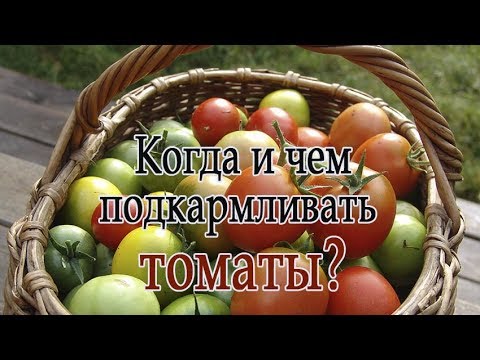 Видео: Когда и чем подкармливать томаты