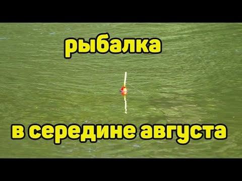 Видео: Рыбалка в середине августа на речке