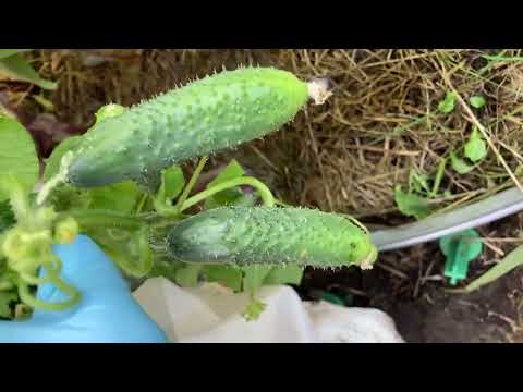 Видео: Огурцы в сентябре (Ленинградская область)