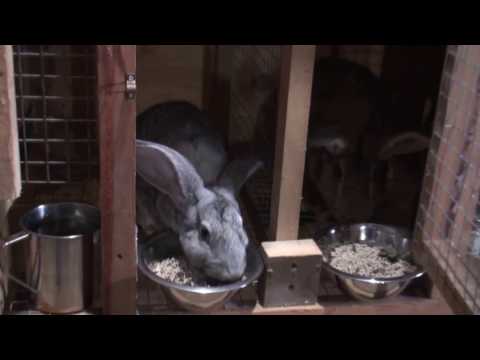 Видео: Клетка для кроликов, 2 отдела, часть 1