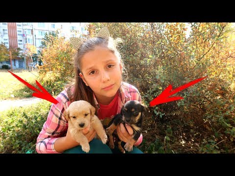 Видео: Ира Нашла Маленьких ЩЕНКОВ! Что теперь Скажет МАМА? Разрешит оставить или НЕТ?