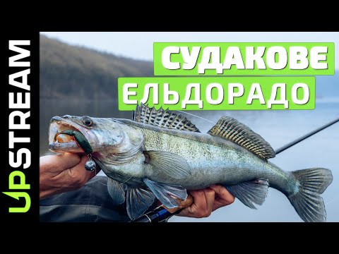 Видео: Ловля судака. Незабутня рибалка року. UPSTREAM Fusion 3" в роботі. Дністер