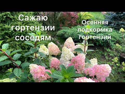 Видео: САЖАЮ ГОРТЕНЗИИ СОСЕДЯМ🌸Осенняя подкормка гортензий.