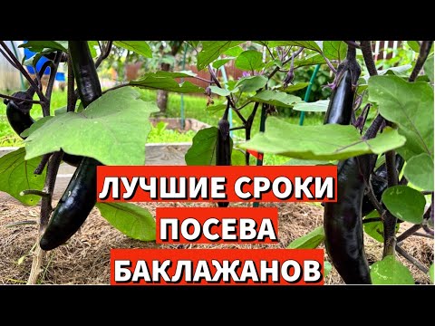 Видео: Самый ранний урожай баклажанов в любом регионе