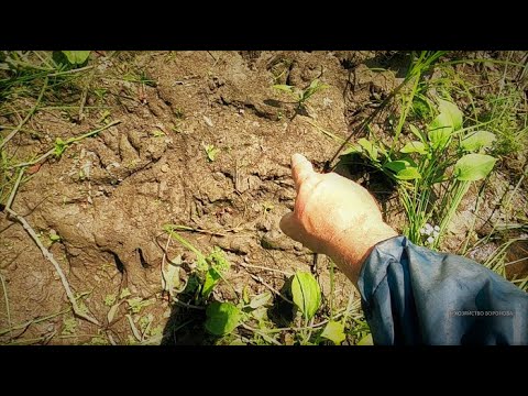 Видео: Ищу логово выдры. Она ворует рыбу из пруда