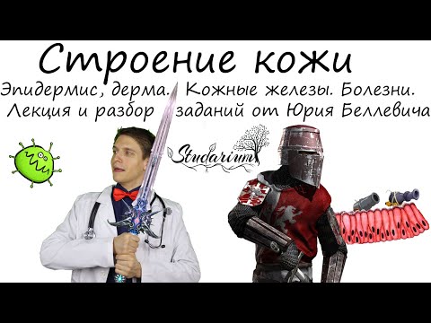 Видео: Строение кожи. Эпидермис, дерма. Кожные железы. Болезни. Лекция и разбор заданий от Юрия Беллевича