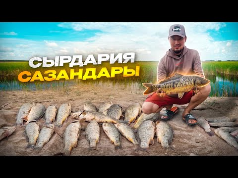 Видео: СЫРДАРИЯ өзенінің балығы. ТРОФЕЙ түсті👏