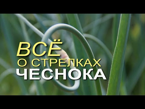 Видео: КОГДА И ЧТО НУЖНО СДЕЛАТЬ СО СТРЕЛКАМИ ЧЕСНОКА! Советы от ЗЕЛЕНОГО ОГОРОДА!